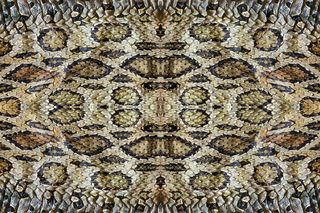 精美蛇皮纹理背景图