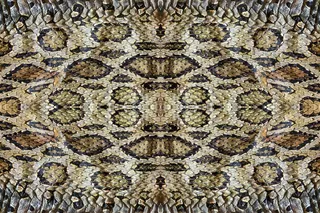 精美蛇皮纹理背景图