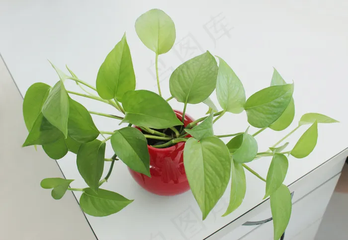 绿萝图片