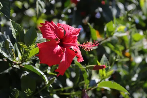 木槿花朵绽放图片 木槿花朵绽放图片
