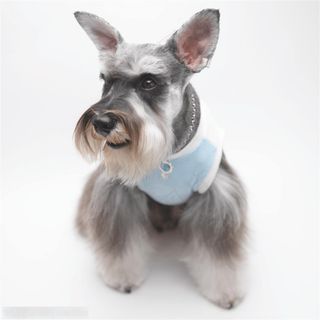 迷你犬-歪头的可爱苏格兰梗