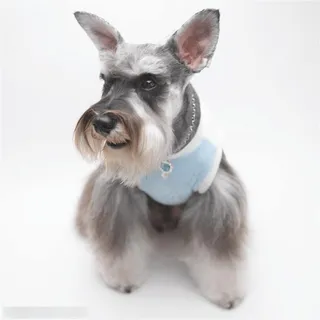 迷你犬-歪头的可爱苏格兰梗