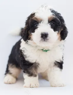 呆萌可爱幼犬图片 呆萌可爱幼犬图片