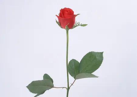 红玫瑰绿叶 红玫瑰绿叶