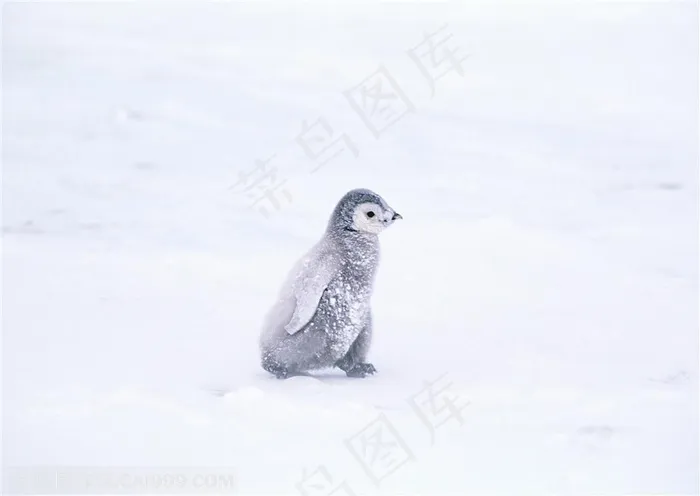 海洋鸟类-一只小企鹅行走在暴风雪地里