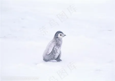 海洋鸟类-一只小企鹅行走在暴风雪地里 海洋鸟类-一只小企鹅行走在暴风雪地里