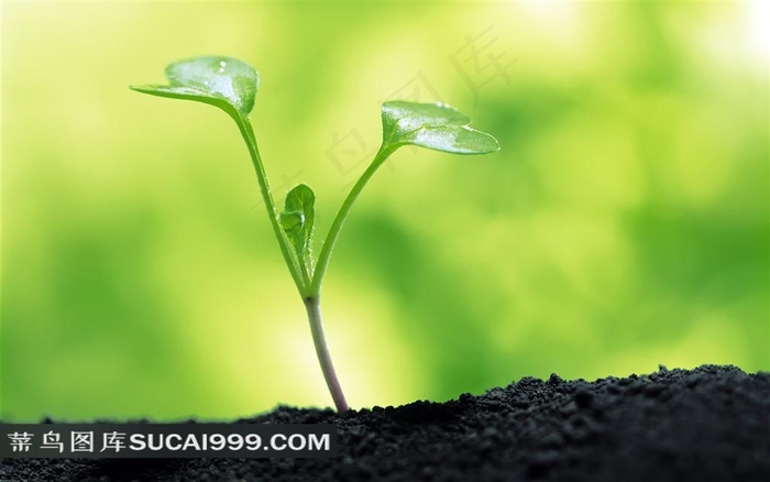 黑土地上一颗生长的嫩芽