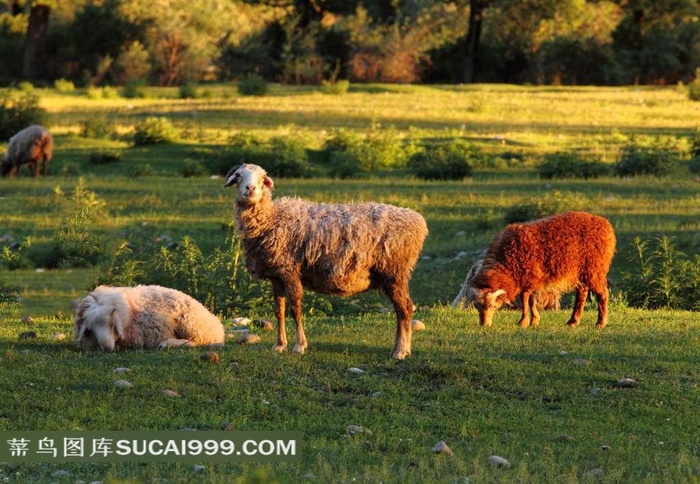 那拉提草原摄影