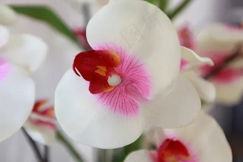 白色兰花图片下载 白色兰花图片下载