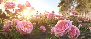 阳光背景下田野中的粉红玫瑰风格复杂插花