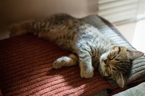 躺着睡觉的小猫图片