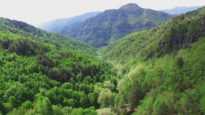 森林和山的鸟瞰图