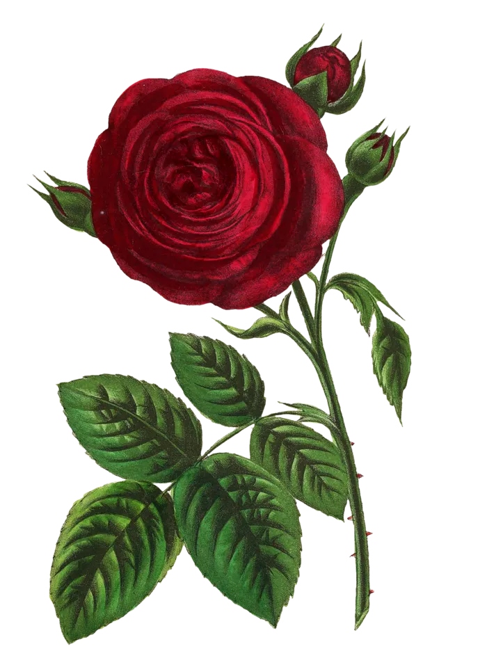 复古手绘植物花卉玫瑰花PNG免扣图案高清图片PS设计素材图