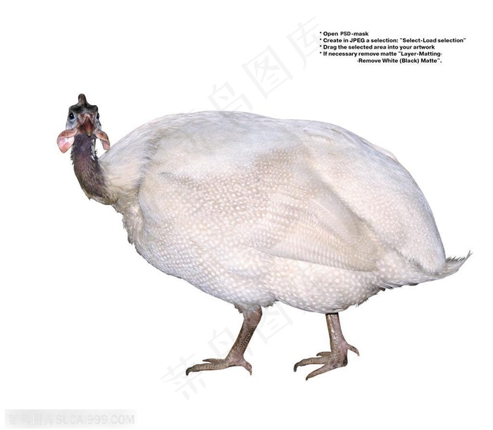 家禽家畜-行走的珍珠鸡