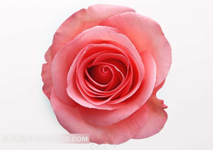 玫瑰花高清图片