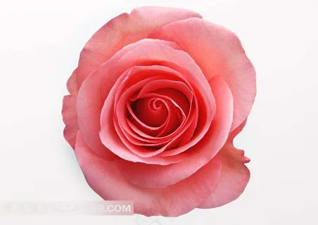 玫瑰花高清图片