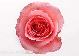 玫瑰花高清图片