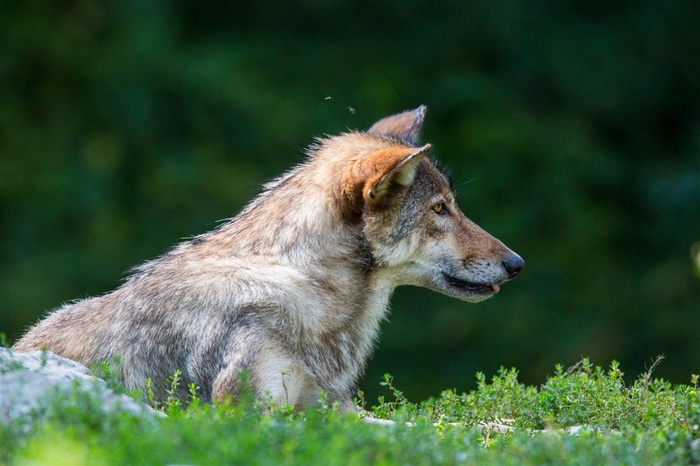 机制敏锐的野生动物狼图片