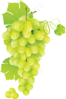 葡萄免抠素材 (35) 葡萄免抠素材 (35)