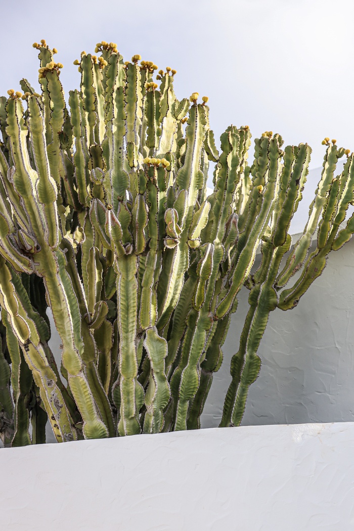 绿色仙人掌仙人球摄影素材