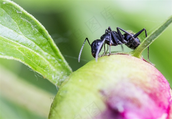 不辞劳苦的蚂蚁图