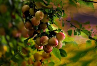 雨过天晴后的油桃