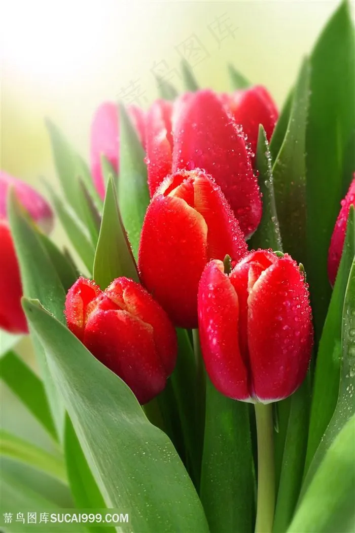 唯美高清红色郁金香花束鲜花图片