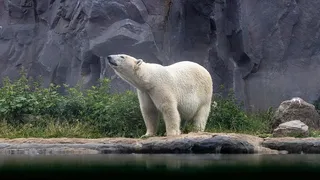 冬天北极熊背景风景
