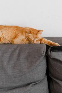 可爱猫咪猫猫摄影素材 可爱猫咪猫猫摄影素材