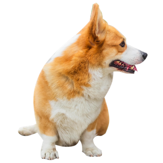 免扣元素黄色柯基小狗