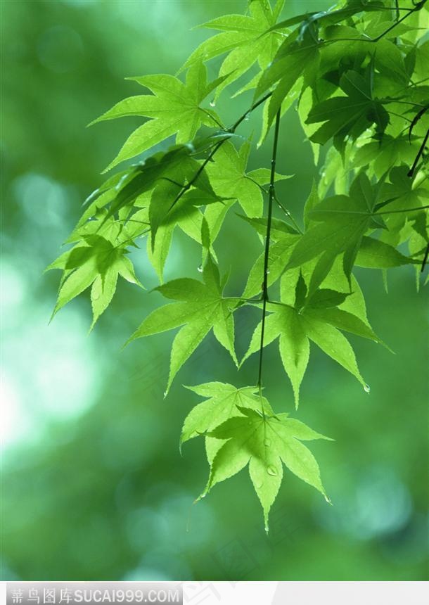 绿色的枫叶树叶图片