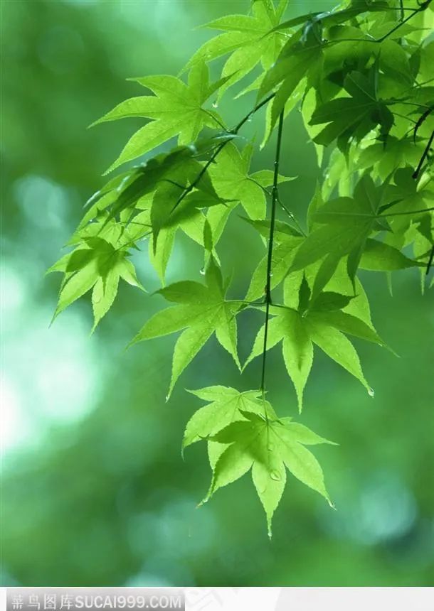 绿色的枫叶树叶图片