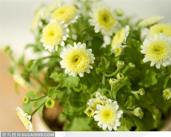 清新淡雅白色菊花绿叶高清图片