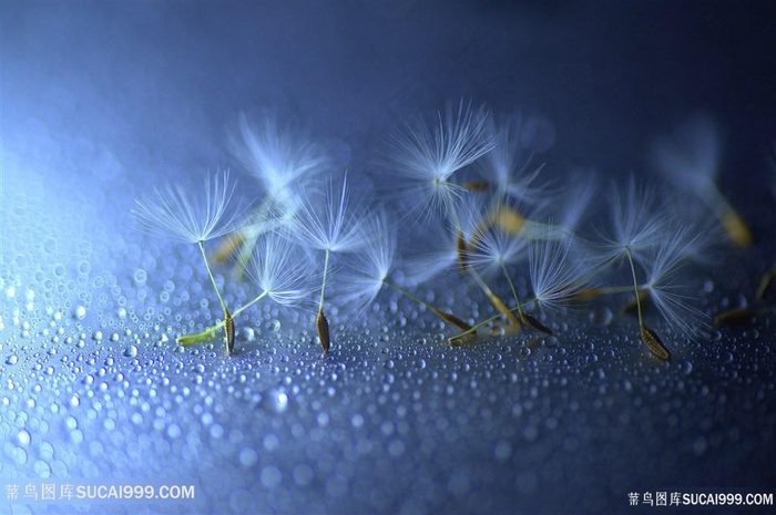 唯美散落的蒲公英鲜花图片