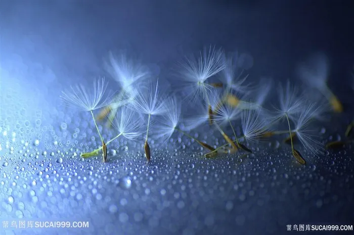 唯美散落的蒲公英鲜花图片