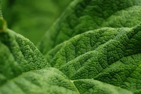 绿色的叶子特写摄影