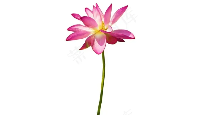 一枝荷花图片