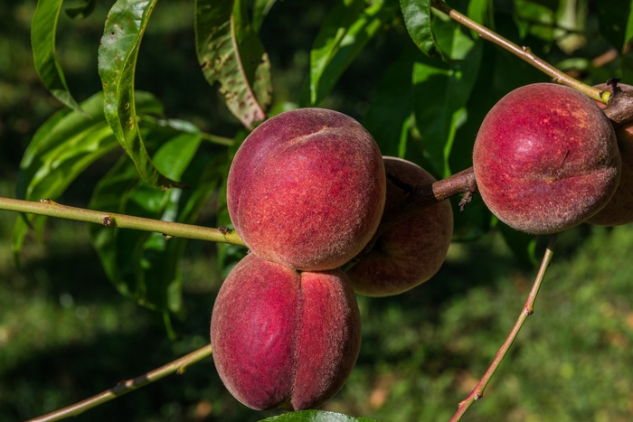 成熟红桃子图片