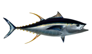 金枪鱼鱼类