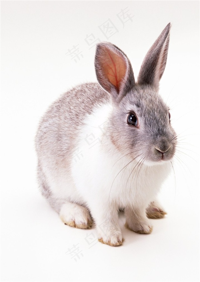 兔子高清下载