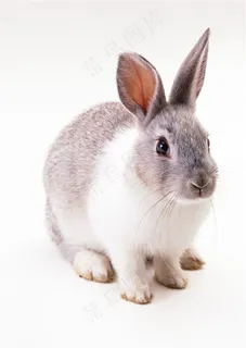 兔子高清下载