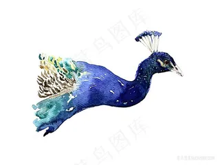 高清孔雀水彩画