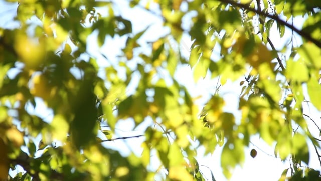 树, 夏天, 光, 叶子, 绿色, 森林, 植物, 自然