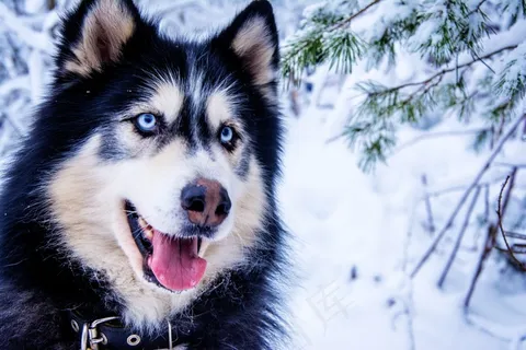 雪橇犬头部特写图片 雪橇犬头部特写图片