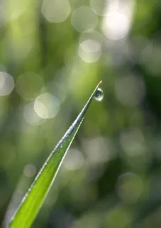 风景 露水 素材拍摄 (11) 风景 露水 素材拍摄 (11)