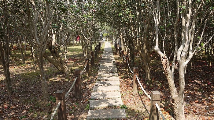 茶花樹林走道