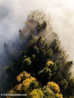 云雾笼罩的森林图片