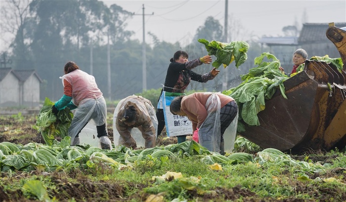 菜农收割蔬菜