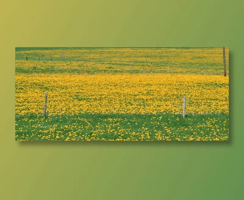 黄色背景中的黄花花丛