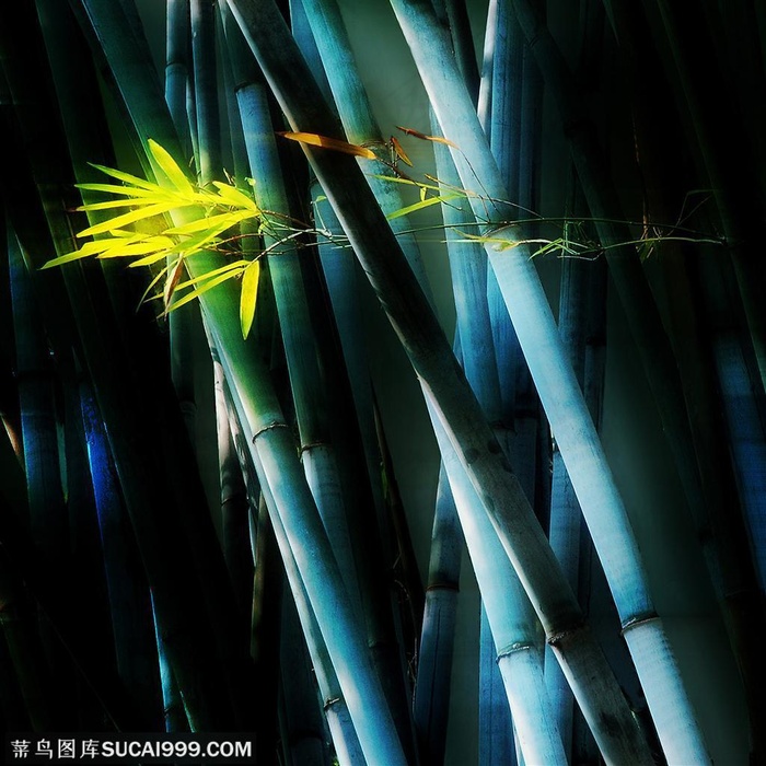 竹林风景- 幽暗的竹林里被阳光照射着的竹叶特写